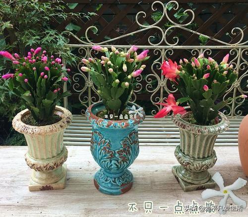 蟹爪兰图片:仙指兰和蟹爪兰有什么区别？