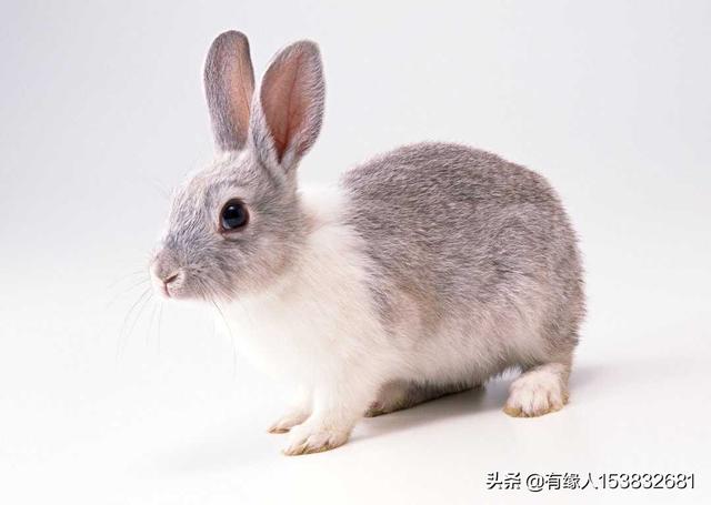 一生好运最旺的生肖:十二生肖中，最有可能出现横财的是哪个？