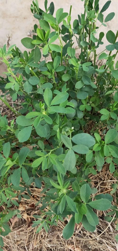农村有一种野菜叫苜蓿草,你吃过吗？
