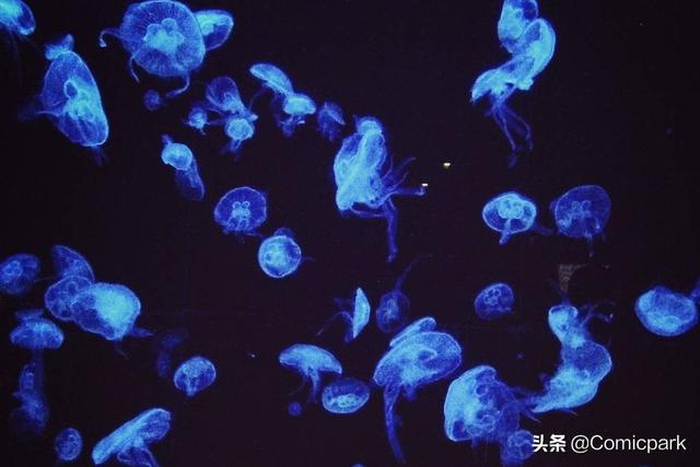 灰姑娘嫁给白马王子,真的会幸福吗？