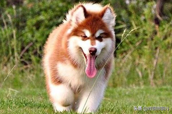 1岁阿拉斯加雪橇犬性格:阿拉斯加犬的性格怎么样？