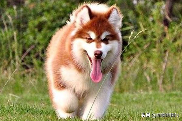 阿拉斯加犬:阿拉斯加犬好养吗阿拉斯加雪橇犬怎么养？