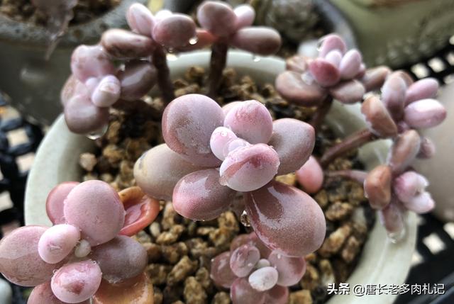 多肉大和锦根能长多粗:如何才能把多肉养成爆盆老桩，关键是单颗长得可爱我舍不得切呀？