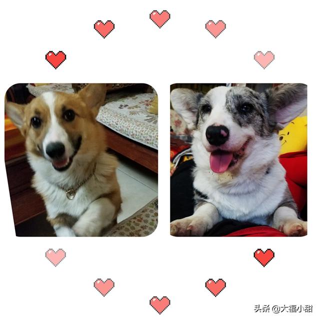 长毛柯基犬图片:年老的柯基犬掉毛后还会长吗？