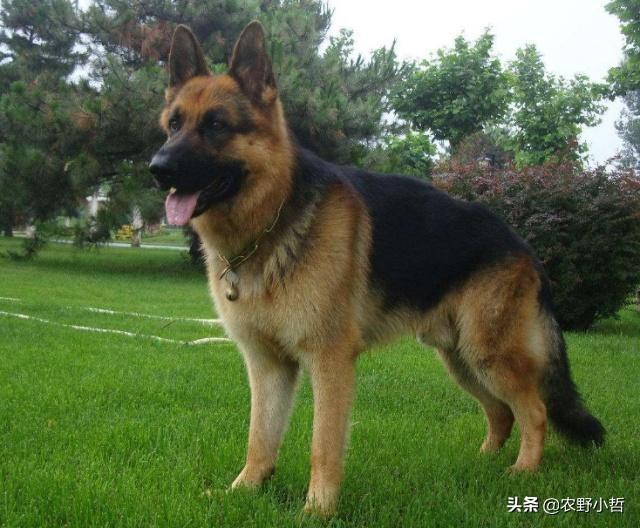 斗牛犬和八哥犬图片:哪些狗狗的体味比巴哥臭？