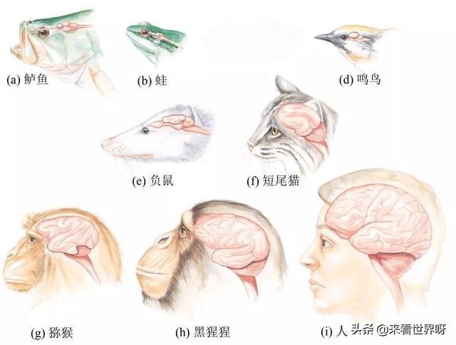 动物学会:动物学专业 能和人类进行语言交流的动物有哪些？