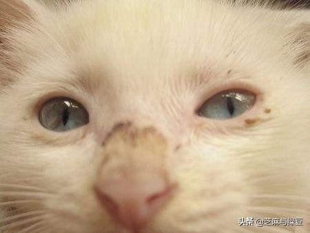 猫癣会传染大猫吗:狸花猫腿上有猫癣，怎么办？