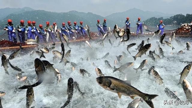淡水鱼种类图片大全:哪些淡水鱼做烤鱼比较好吃？