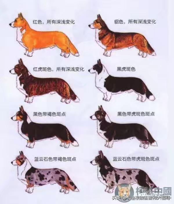 北京柯基犬舍哪家好:卡迪根柯基为什么很少人养，知道这个品种的都很少？ 北京柯基犬舍哪里最好