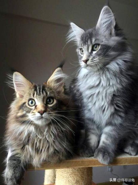 缅因猫兽:最好看的银虎斑缅因猫长什么样子？