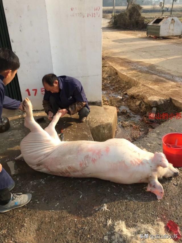 在农贸市场摊位卖生猪生意一头猪利润大概多少？我想做这生意？