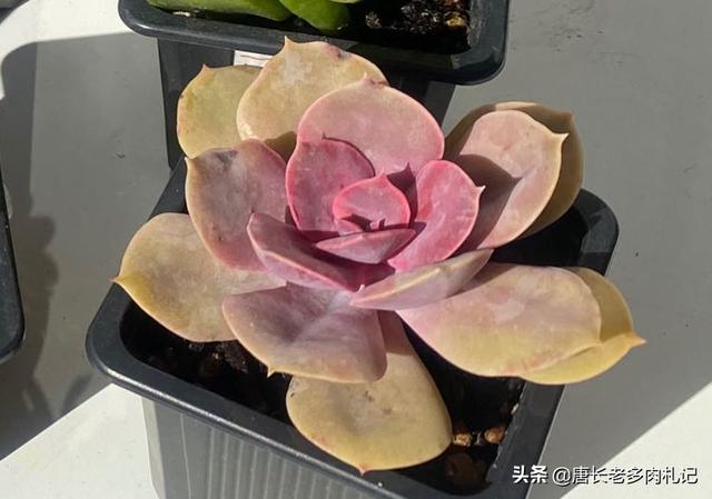 紫珍珠多肉植物:多肉植物紫珍珠怎么养，紫珍珠的养殖方法？