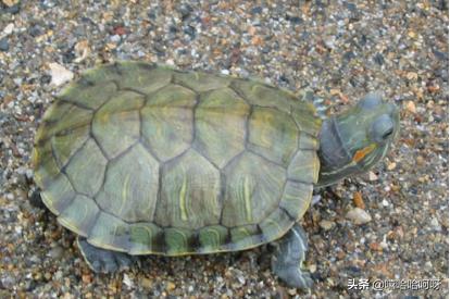 巴西龟冬眠眼睛:如何区别小巴西龟正常眼睑和白眼病？
