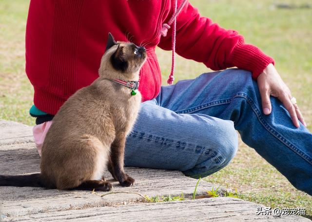 流浪猫在腿上蹭来蹭去是什么意思:怎么与流浪猫相处，情况有点特殊？