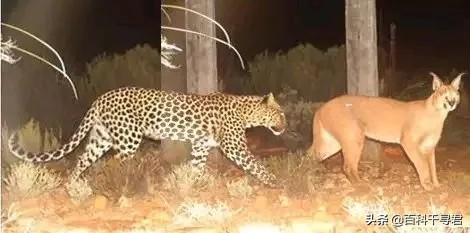 短尾猫能不能养:美国短尾猫打的过狞猫吗？