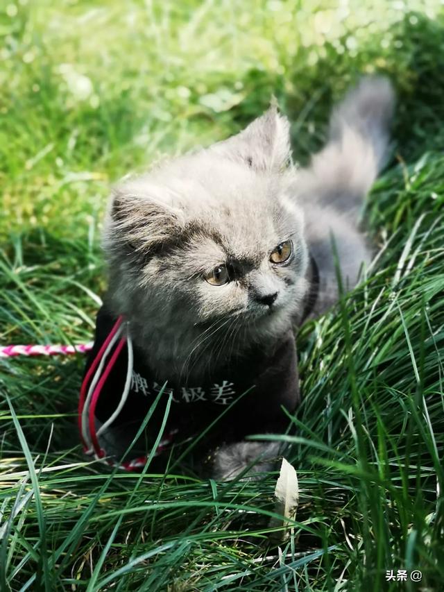 怎么确定猫认主人了咕噜咕噜:如何判断流浪猫是否想被抱回家？
