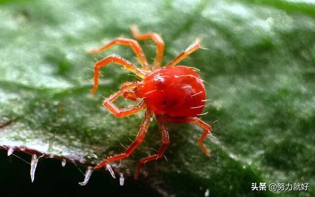 梨锈壁虱:种植果树的，杀锈壁虱和红蜘蛛用哪种农药比较好？