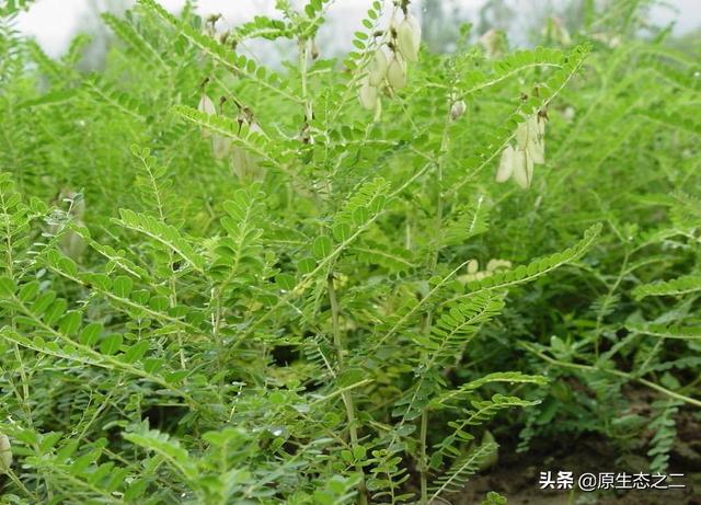 今年网上好多人说种植中药材一年亩收入几万块钱,是真的吗？