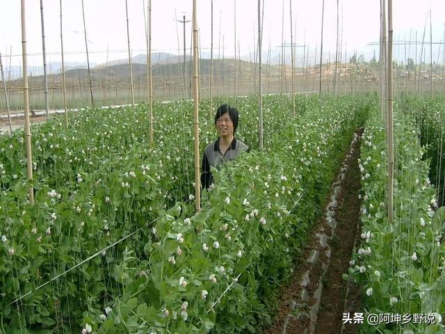 怎么养荷兰鼠:荷兰鼠喜欢吃什么，该怎么养？