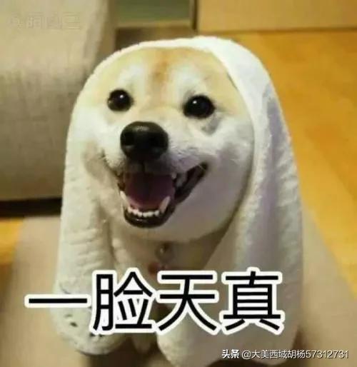 青岛格力狗:格力犬跑的快慢原因及怎么选？