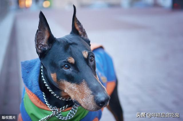 德国杜宾犬有哪些缺点:杜宾犬好不好养？有没有过来人分享经验？ 母杜宾犬的优点和缺点