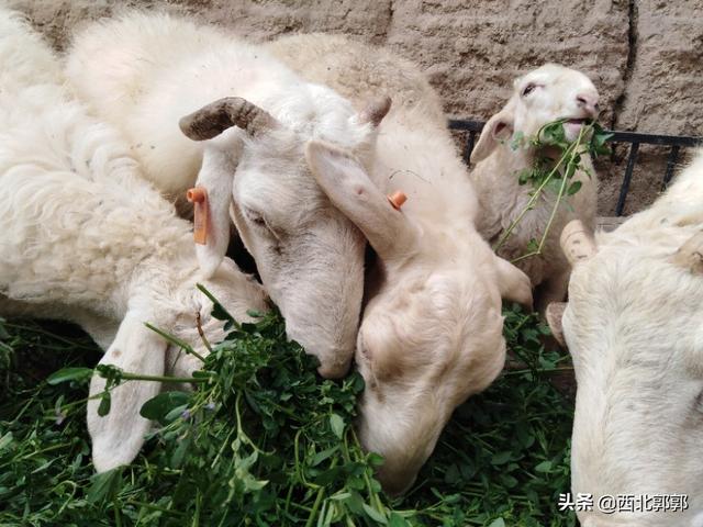 竹鼠图片:竹鼠图片 野生 有人说农村养殖竹鼠是骗局，到底是不是真的？