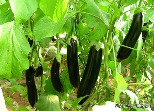 茄子有种病叫\