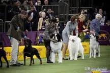 名犬杂志品牌及商品:能否把你见识过的名犬发出来吗？