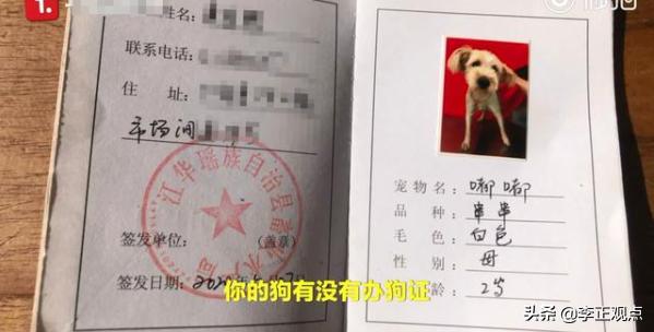 宠物志愿 全cg:宠物狗被当街用棍棒打死，狗主人称有犬证，不拴绳就可以打吗？