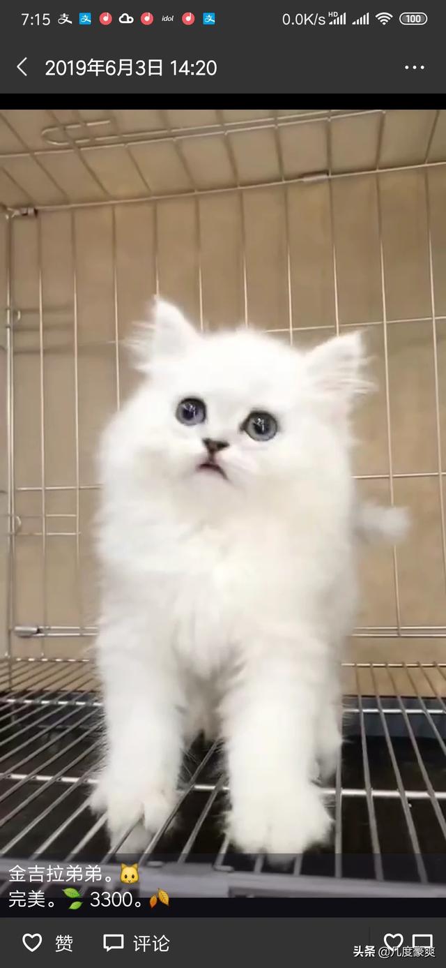 上海金山区宠物猫的品种及价格:有什么2000以下的宠物猫适合家养？