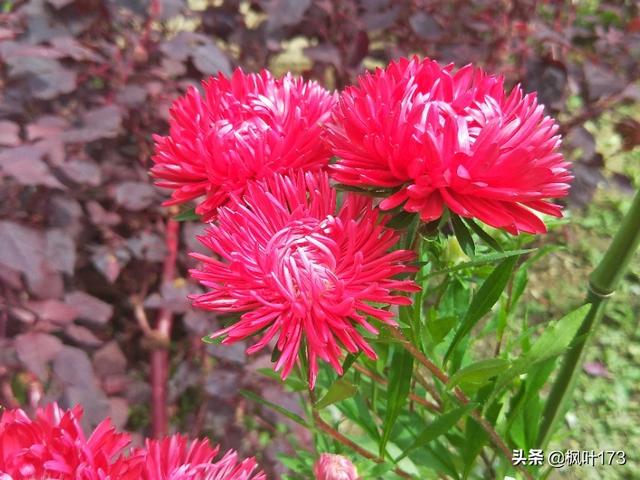 9月3号起,今日头条限制了发文数量,你觉得对不对？
