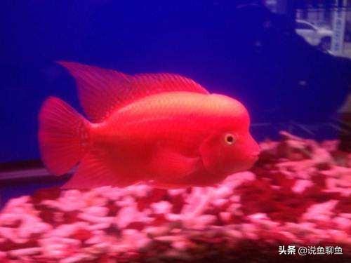 罗汉鱼图片:罗汉鱼图片及价格 罗汉鱼能否与红龙鱼混养？