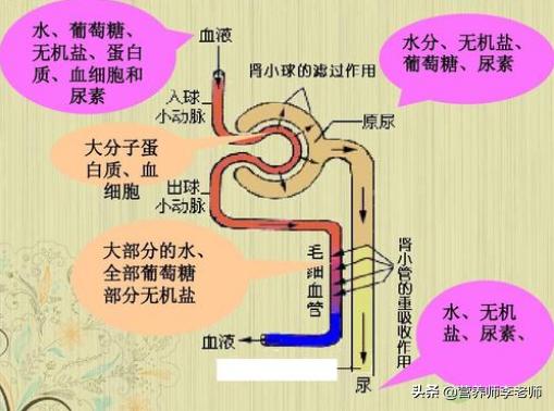 头条问答 新陈代谢慢怎么减肥 喝什么代餐粉 30个回答