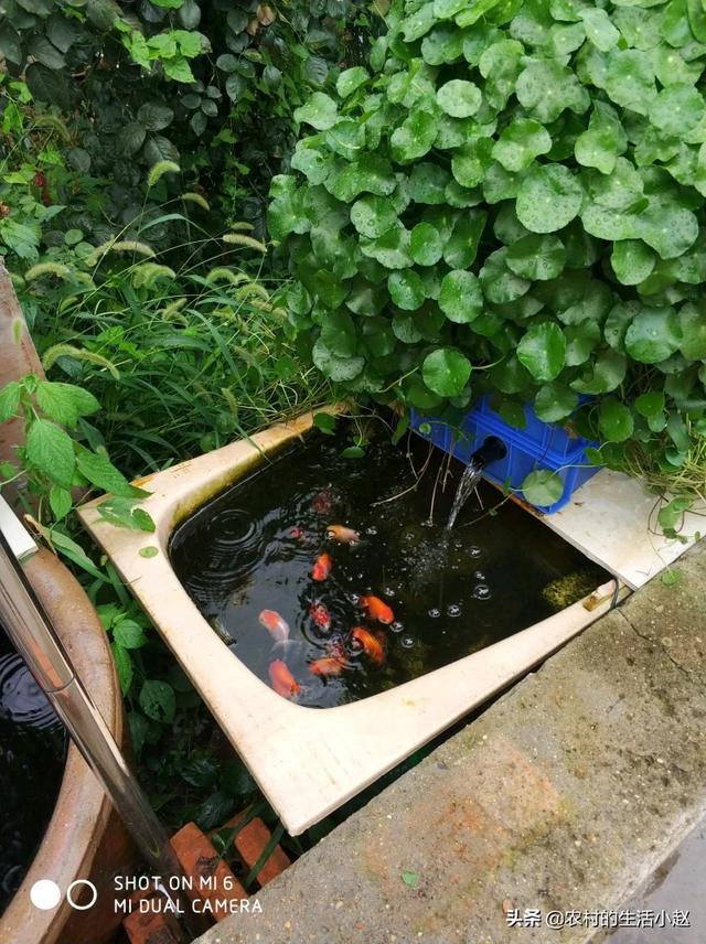 如何养小鱼