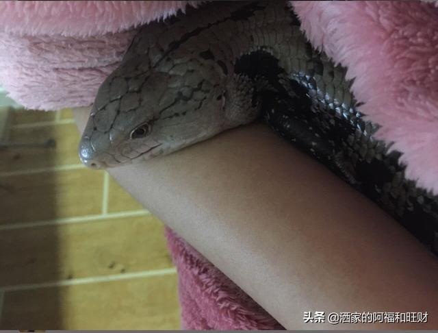 大蜥蜴吃什么人吗:有人养蜥蜴么？介绍一下经验和感想？