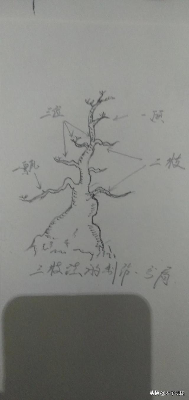 头条问答 在盆景制作中什么是 三枝技法 如何进行 三枝技法 的操作 木子视线的回答 0赞