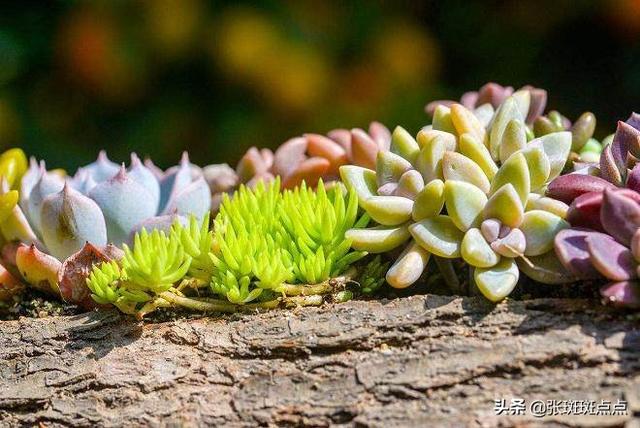 肉锥花属:有关多肉植物的生长习性？