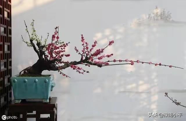 树锦鸡儿植株变黑:红梅盆景新枝条开始变黑，慢慢枯萎掉，是怎么回事？如何处理？
