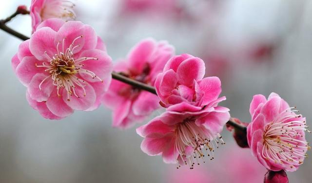 今日立春,俗语"立春是晴天,不用问神仙",啥意思?有理吗?-百科网