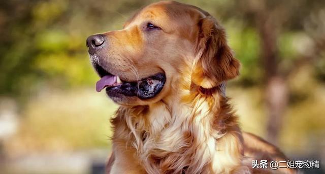 拉布拉多猎犬金毛:拉布拉多犬和金毛谁更可爱？