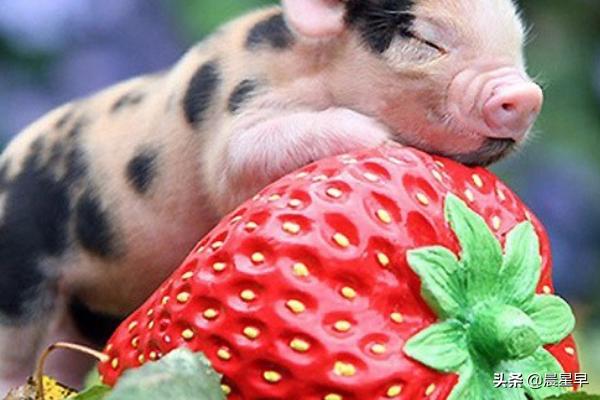 养迷你小香猪:小香猪它主要吃什么食物？
