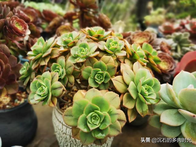 头条问答 - 多肉法师可以和生石花一起种吗?(8个回答)