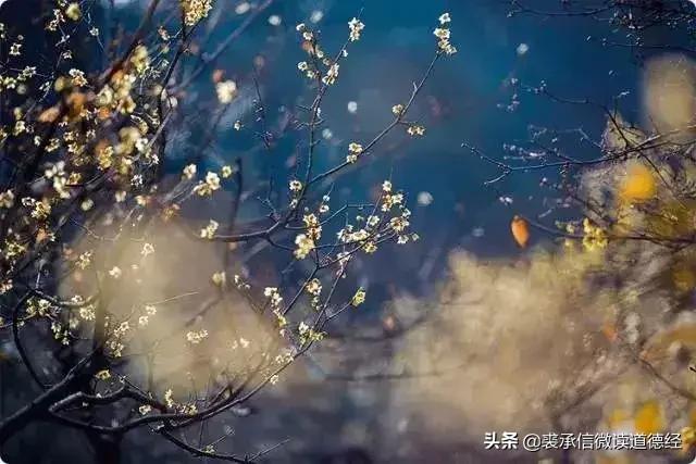 妮克威尔宠物服饰:世界顶尖的奢侈品品牌都有哪些？