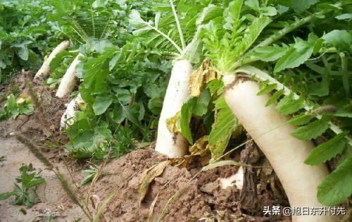 用醋灭虱子最好的方法:萝卜生虫子用白醋可以杀死吗？