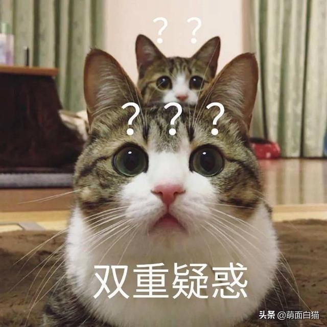 茶杯猫多少钱的:上班族养猫要给猫准备好什么？