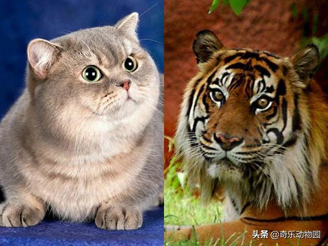 同为猫科动物，猫和老虎到底有什么区别