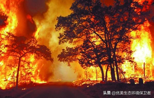 树叶拼的鸟类图片:澳洲的森林大火真的是鸟放的？鸟有那么高的智商？