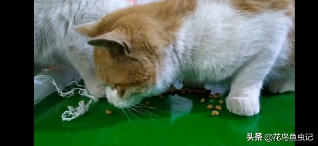 猫吃了猫薄荷饼干吐了:家养的猫突然吐了，就是想吐吐不出来，一直再干呕，是为什么？