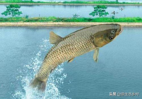 汽水鱼怎么捉:五一放假回农村，想去河里弄鱼，有什么好办法抓点鱼上来？