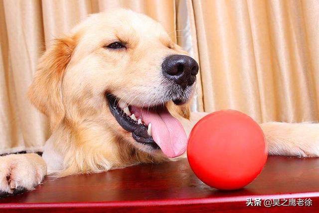 海阳宠物犬领养:耗尽家财，去收养大量病残流浪狗，值得提倡吗？